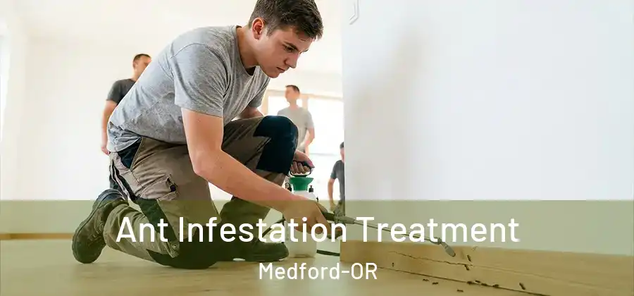  Ant Infestation Treatment Medford-OR
