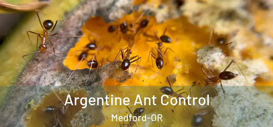  Argentine Ant Control Medford-OR