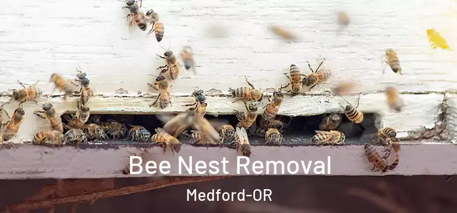  Bee Nest Removal Medford-OR