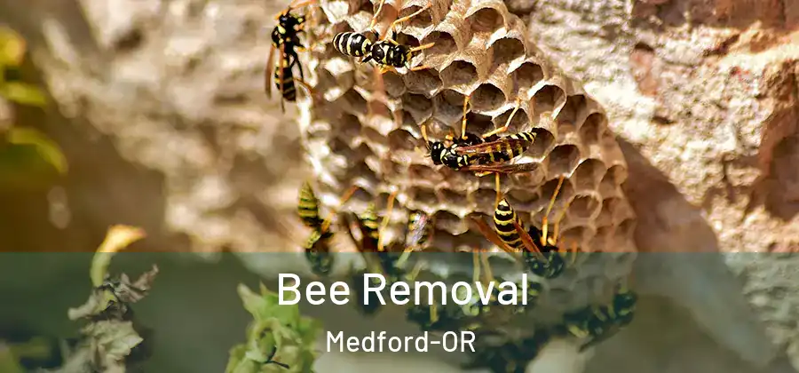 Bee Removal Medford-OR