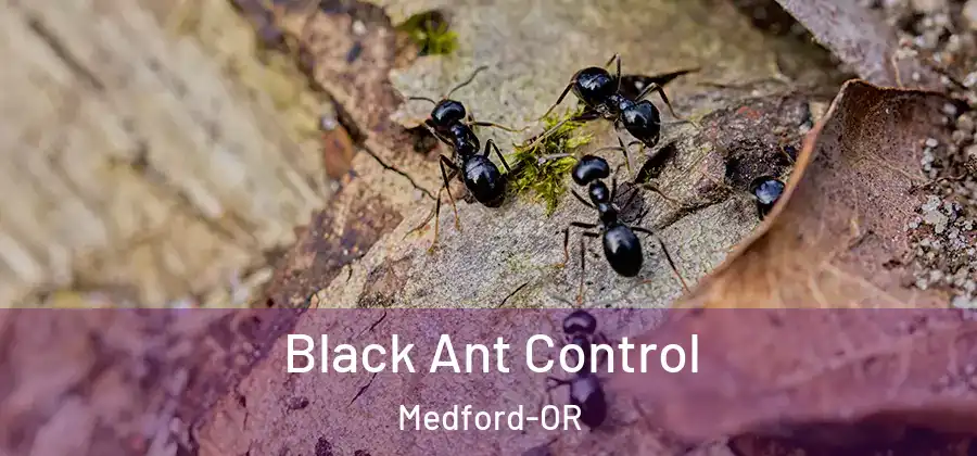  Black Ant Control Medford-OR