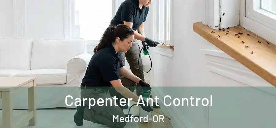  Carpenter Ant Control Medford-OR