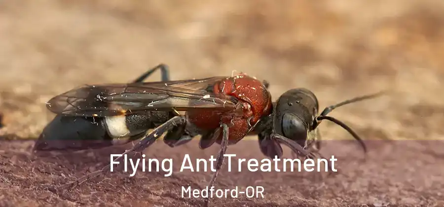 Flying Ant Treatment Medford-OR