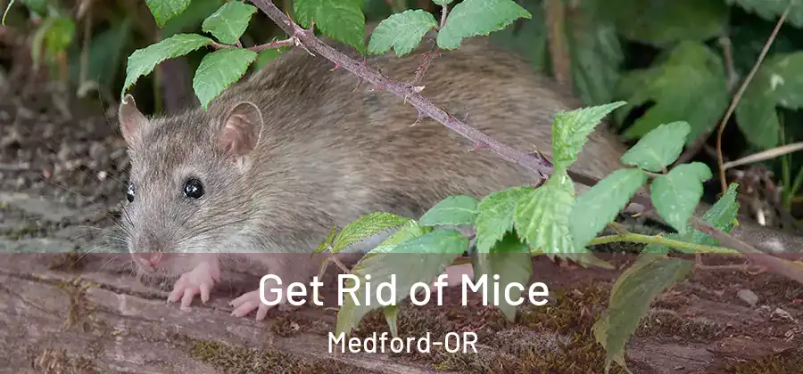  Get Rid of Mice Medford-OR