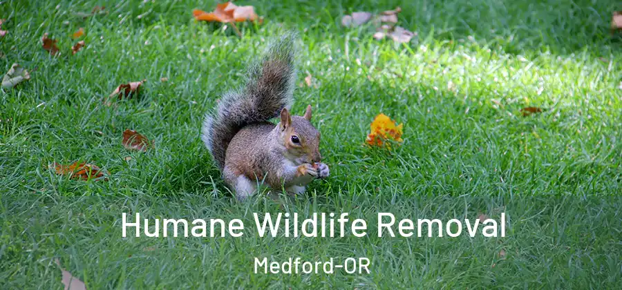 Humane Wildlife Removal Medford-OR