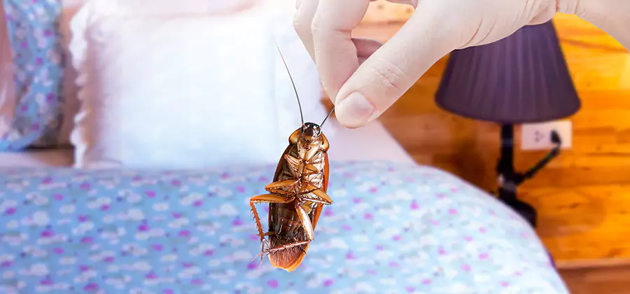 Fast Roach Elimination in Medford