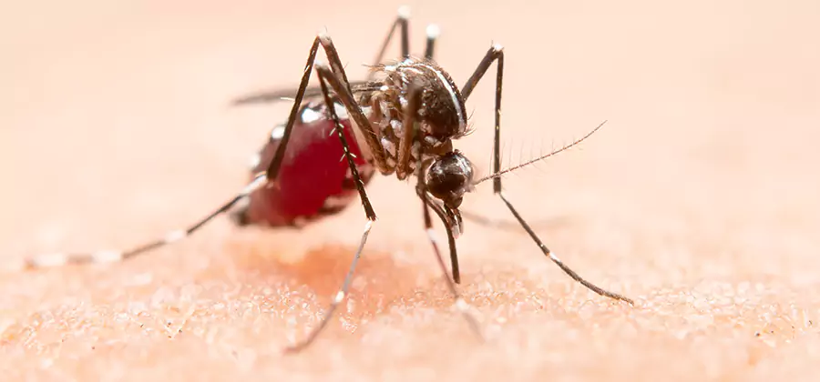 Pond Mosquito Control and Water Treatment in Medford