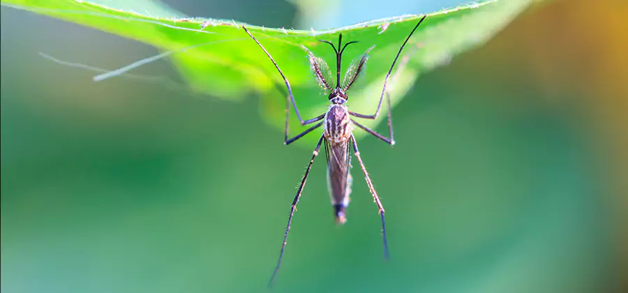 Home Defense Insect Killer in Medford