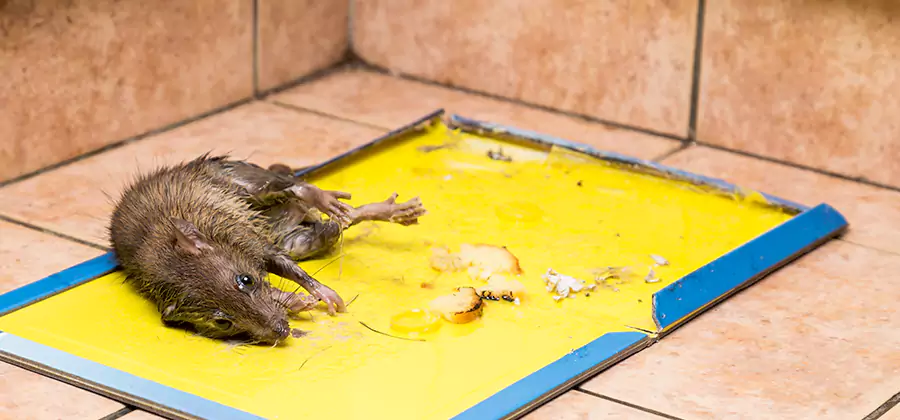 Mouse and Rat Control in Medford