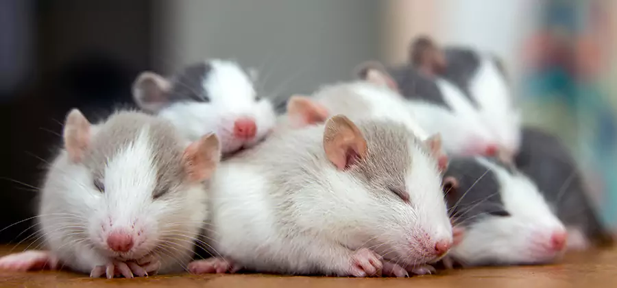 Rat Infestation Exclusion Service in Medford