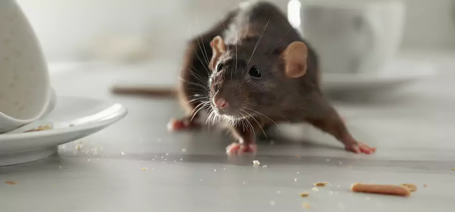 Attic Rat Exclusion Service in Medford