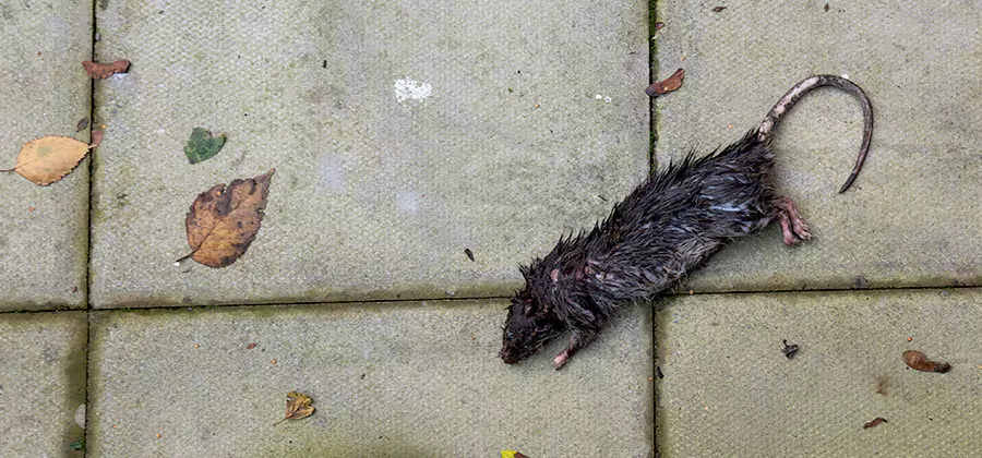 Rodent inspection service in Medford