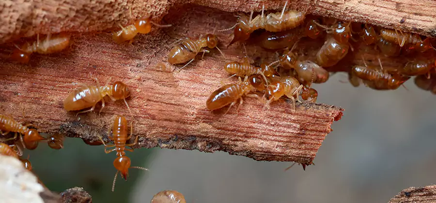 Wood Preservation Termite Treatment in Medford