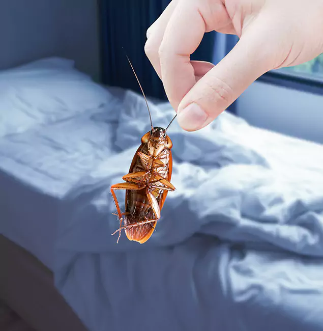 Why Choose Medford Pest Control Pro for Bed Bug Extermination in Medford, OR?