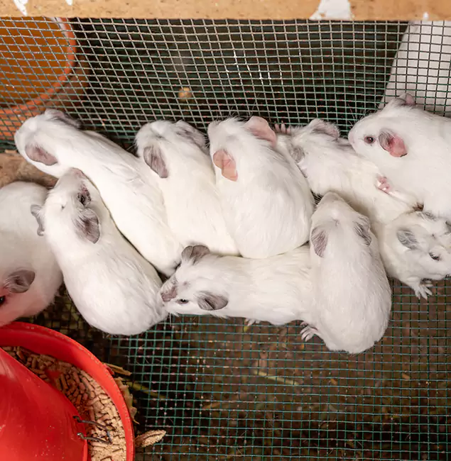 Why Choose Medford Pest Control Pro for Rat Infestation in Medford, OR?