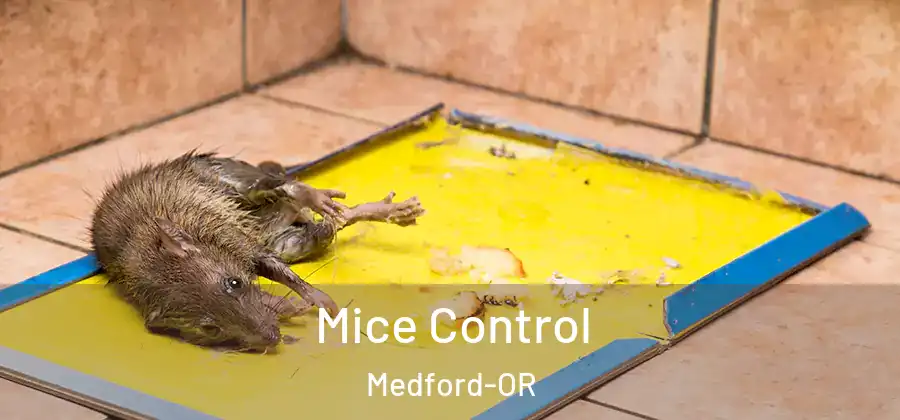  Mice Control Medford-OR