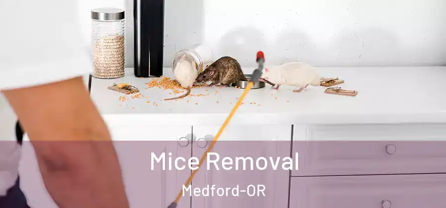  Mice Removal Medford-OR