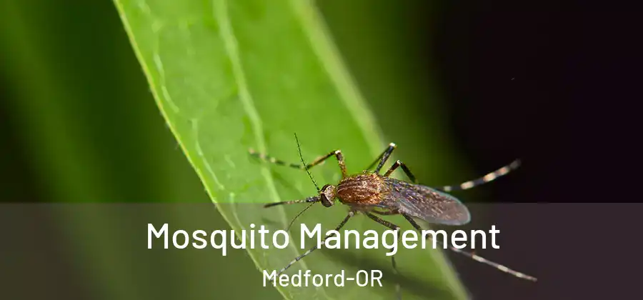  Mosquito Management Medford-OR