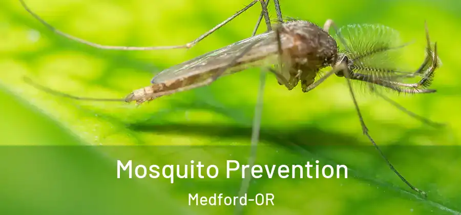  Mosquito Prevention Medford-OR