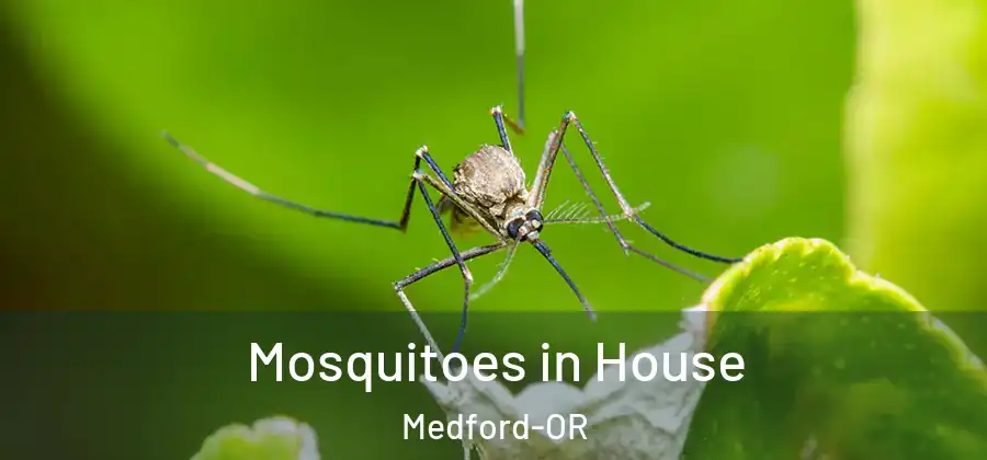  Mosquitoes in House Medford-OR