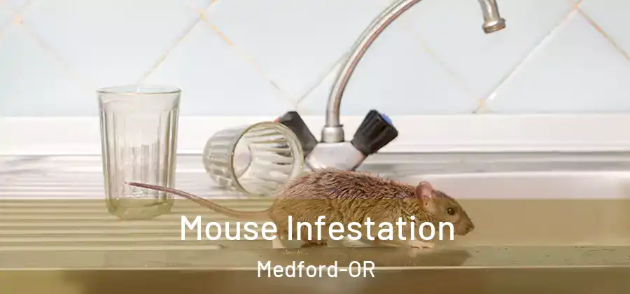 Mouse Infestation Medford-OR