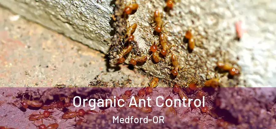 Organic Ant Control Medford-OR