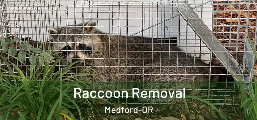  Raccoon Removal Medford-OR