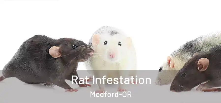  Rat Infestation Medford-OR