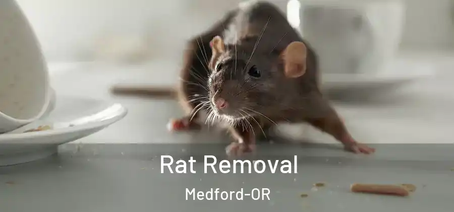 Rat Removal Medford-OR