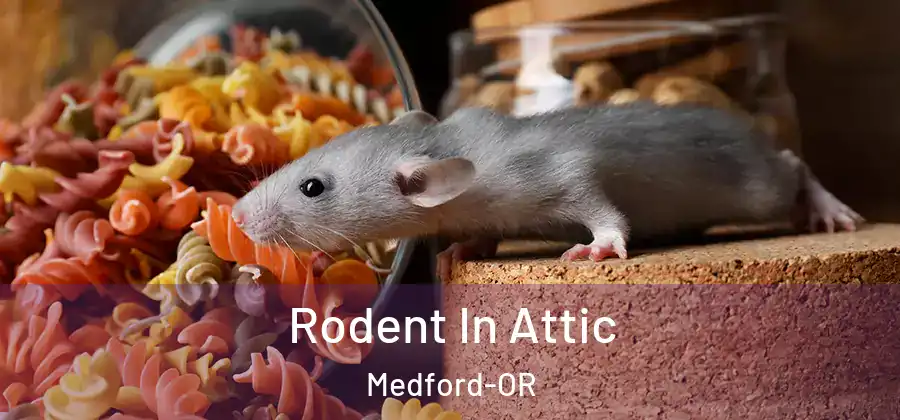  Rodent In Attic Medford-OR