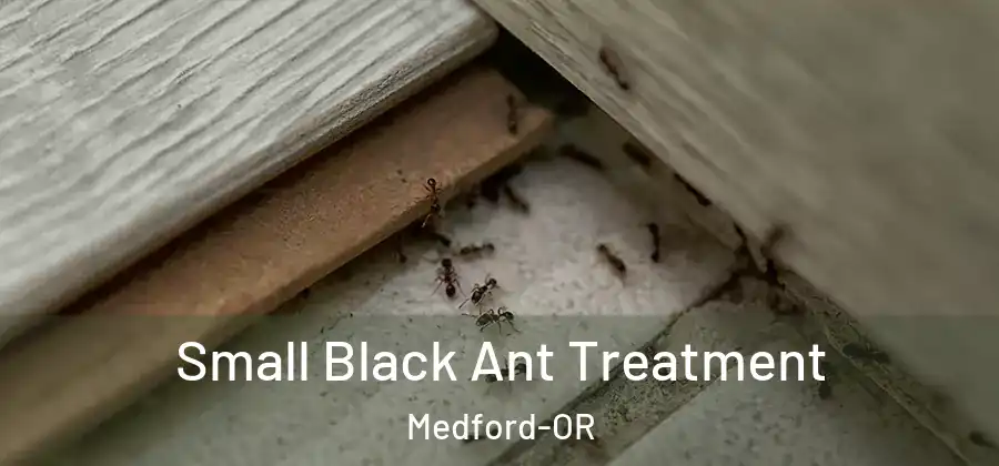  Small Black Ant Treatment Medford-OR
