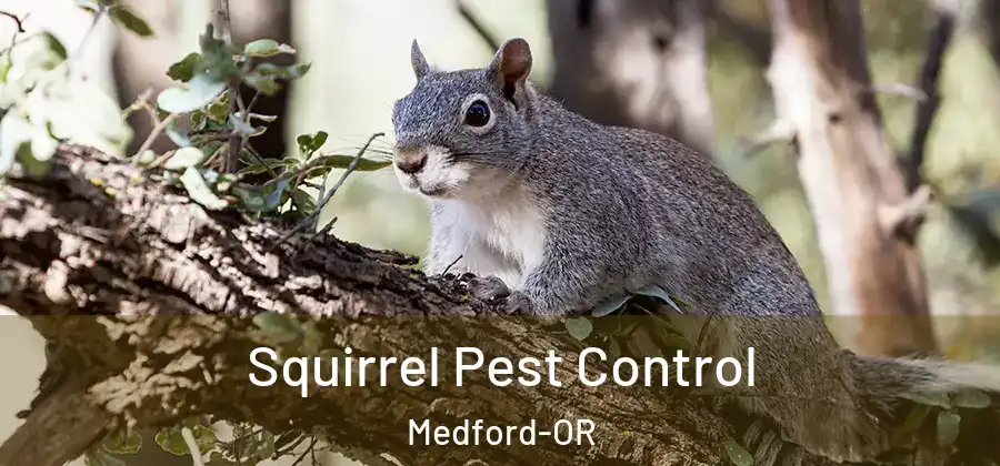 Squirrel Pest Control Medford-OR