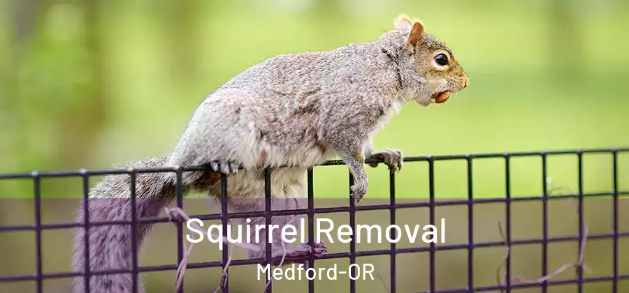  Squirrel Removal Medford-OR