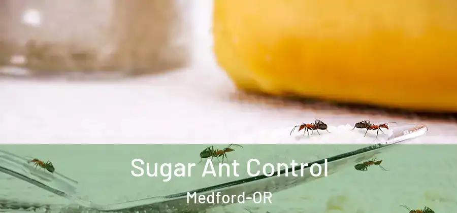  Sugar Ant Control Medford-OR