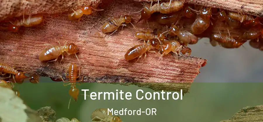  Termite Control Medford-OR