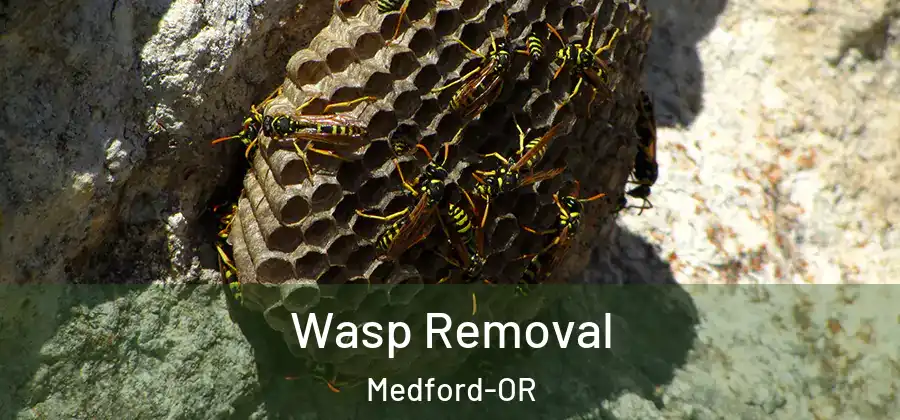  Wasp Removal Medford-OR