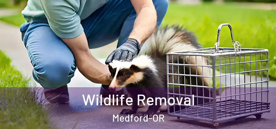  Wildlife Removal Medford-OR